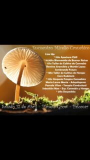 Encuentro Micelio Cannabico
Una jornada de información para la expansión de la conciencia.
Un llamado de la Pacha materializado
Lxs esperamos.
#mundofungi #cannabissalud