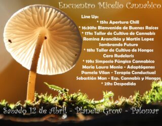 Que orgullo la llamada del Micelio que hizo brotar este equipazo de información que abarca todos los puntos del Reino de los Hongos y las Plantas Maestras.
Una jornada Libre y Gratuita organizada por la Asociación Civil Buenas Raíces en el mítico Planeta Grow, refugio de un lugar excepcional para nutrirse de información mientras se disfruta de una bebida entre volutas de humo dulce.
Música e información.
Sonrisas con una vibración elevada de conciencia.
Cuerpo, mente y alma nutriéndose de lxs mejores profesionales.
La lluvia nos alimenta. No sé suspende por ver caer un poco de agua del cielo.
Baños y acceso para personas con movilidad reducida. Nadie se queda afuera.
Lxs esperamos desde las 15.
Ing. Guillermo Marconi 566, B1684 El Palomar, Provincia de Buenos Aires