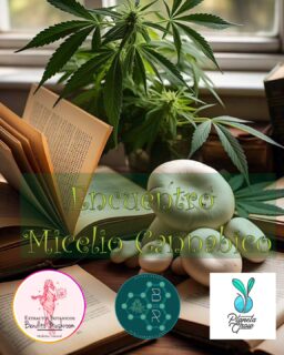 Estamos encantados de invitarles a una tarde que dimos en llamar “Micelio Cannábico”
La Asociación Civil Buenas Raíces en colaboración permanente con Planeta Grow y Bendito Mushroom, presentan una nueva jornada de acceso libre y gratuito donde vamos a estar “Explorando los Beneficios de la Naturaleza: Cannabis, Hongos Adaptógenos y Psilocibes"
Bienvenidxs a esta jornada de información, donde exploraremos las propiedades y beneficios de tres sustancias naturales que han sido utilizadas durante siglos en diversas culturas.
Contaremos con un panel de expertos que nos harán un recorrido sobre las "Propiedades y Beneficios de la planta de Cannabis", otra charla sobre "La Ciencia detrás de los Hongos Psilocibios y su Potencial Terapéutico" así como una última disertación sobre "El Poder de los Hongos para la Salud y el Bienestar" como introducción a los hongos adaptógenos fomentando el diálogo y la discusión entre expertos y asistentes con la clara intención de promover la educación y la conciencia sobre el uso responsable y sus beneficios potenciales.
También te vamos a enseñar los aspectos básicos del Cultivo de Cannabis, Extracción y Dosificación, así como el Cultivo de Interior para Hongos Cubensis.
Y que mejor que disfrutar de tanta información en el más bello lugar, como es la energía que posee @planetagrowarg
Venite a recorrer los productos del dispensario Cannábico de @buenasraicesoficial para llevarte tu tratamiento y mejor si actúan en sinergia con el despliegue de plantas y hongos adaptógenos del dispensario de @benditomushroom
Lxs esperamos el próximo Sábado 12 de Abril para compartir experiencias entre volutas de humo dulce desde las 15 hasta las 20 en Guillermo Marconi 566, El Palomar – Buenos Aires.